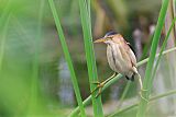 Least Bittern